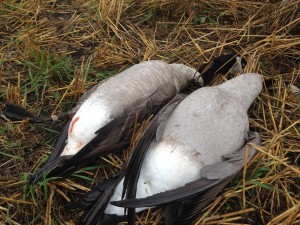 Two early-morning geese, one of which was sporting some jewellery.