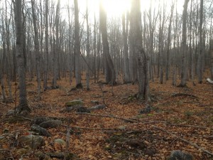 Sunset in the hardwoods.