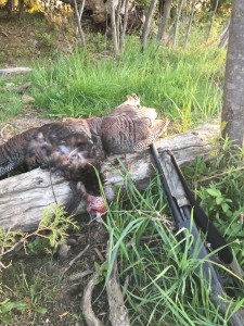 Another gobbler falls to the Remington 870.