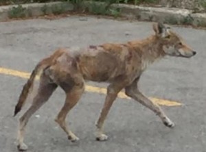 A June photo of the coyote in question. Photo lifted from www.cp24.com 