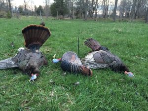 The final resting place of two big Bruce Peninsula gobblers.