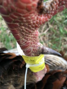 Red leg, black spur, yellow turkey tag.